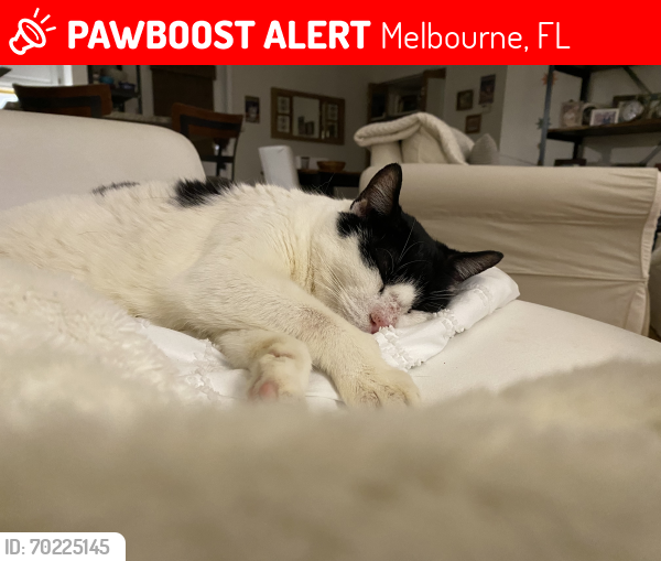 Lost Male Cat last seen Babcock rd, Melbourne, FL 32901