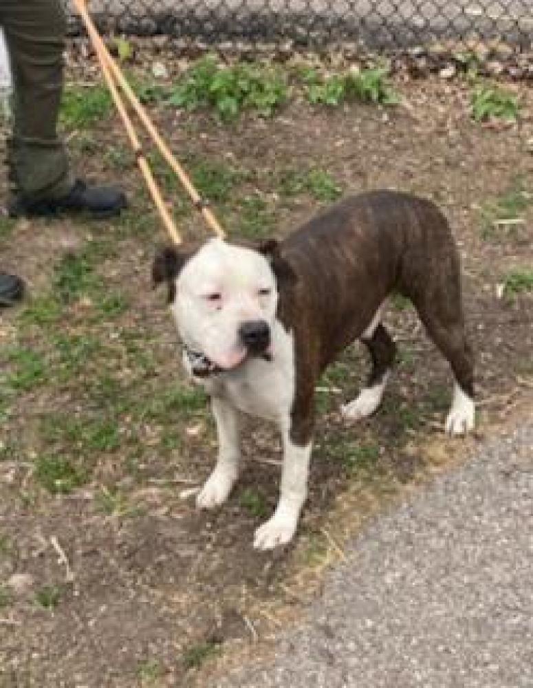 Shelter Stray Male Dog last seen Near Hamilton Avenue, Mt. Healthy, OH, Cincinnati, OH 45223