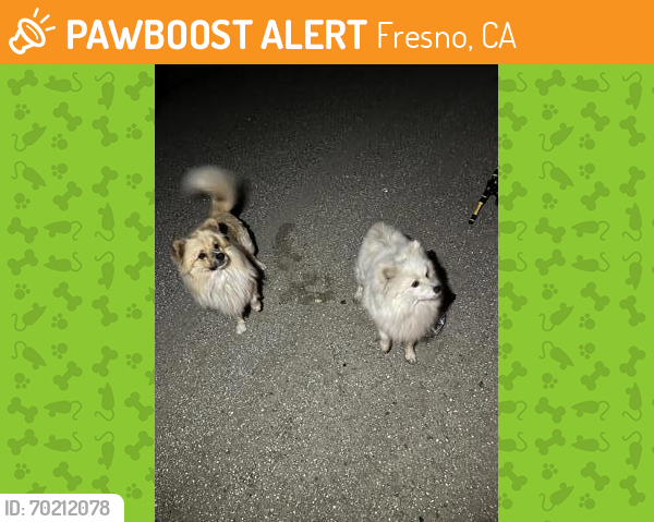 Shelter Stray Female Dog last seen S James Rd & S Levee Rd, Tranquility Zone Fresno CO 1A 93668, CA, Fresno, CA 93706