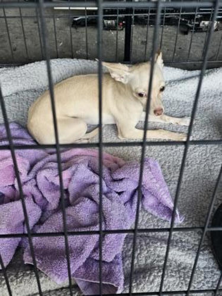 Shelter Stray Female Dog last seen Tulare Street & N Street, Fresno Zone Fresno City E 93721, CA, Fresno, CA 93706