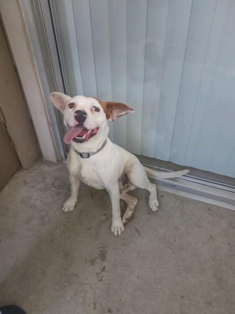 Shelter Stray Male Dog last seen W. Bullard & N. Brawley, Fresno Zone Fresno City A 93722, CA, Fresno, CA 93706