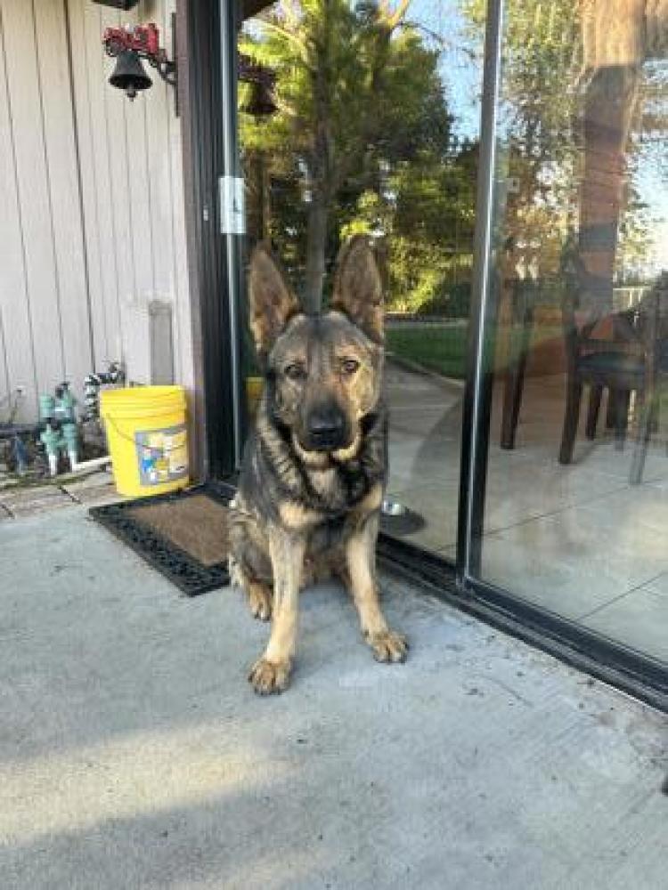 Shelter Stray Male Dog last seen Zediker & Shields, Sanger Zone Fresno CO 4 93657, CA, Fresno, CA 93706