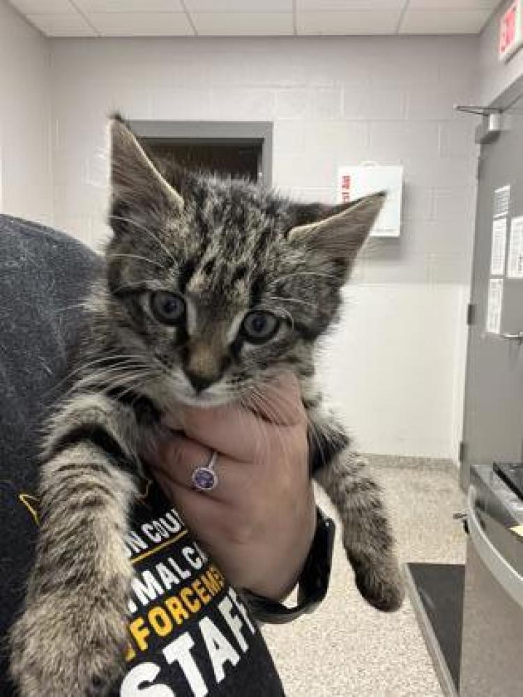 Shelter Stray Male Cat last seen Gaston County, NC , Gastonia, NC 28052