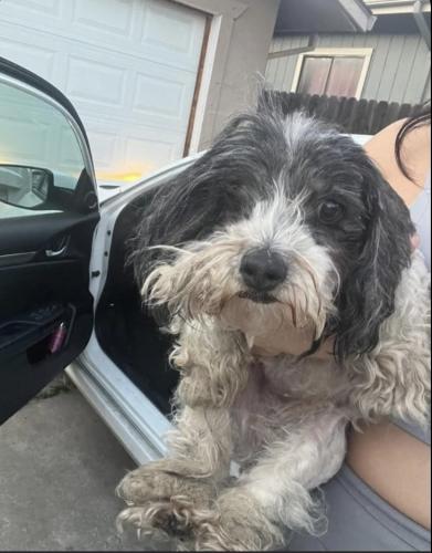 Lost Female Dog last seen Airport way, Stockton, CA 95210