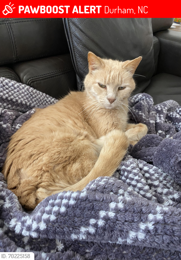 Lost Male Cat last seen Morehead Hill, Anderson St, Wrightwood Park , Durham, NC 27707