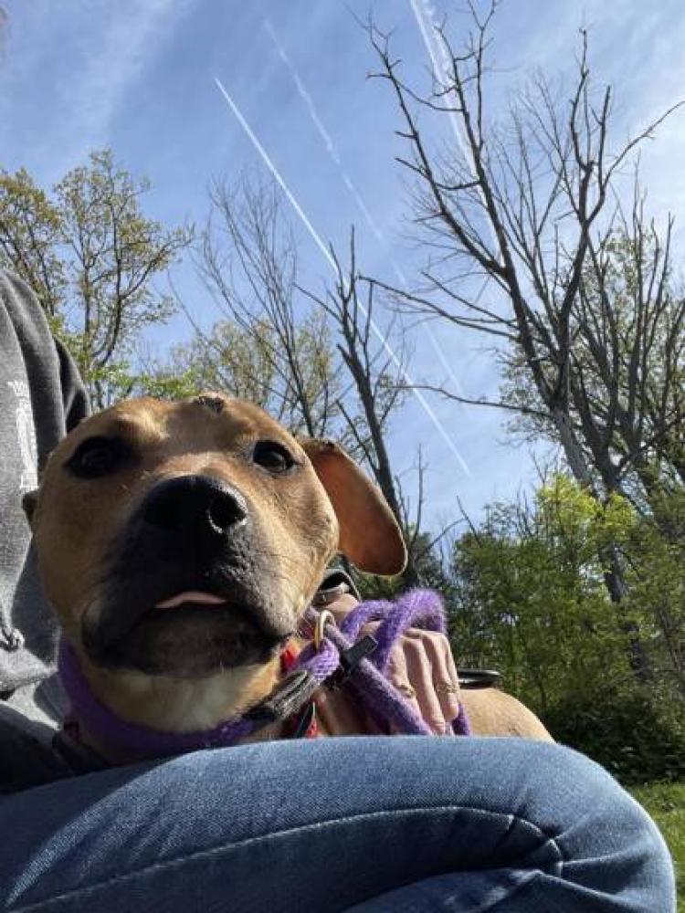 Shelter Stray Female Dog last seen Denison St 21229, 21229, MD, Baltimore, MD 21230