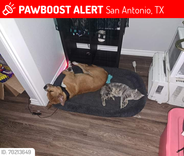 Lost Male Dog last seen 1217-1299 S Zarzamora St, San Antonio, TX 78207, San Antonio, TX 78207
