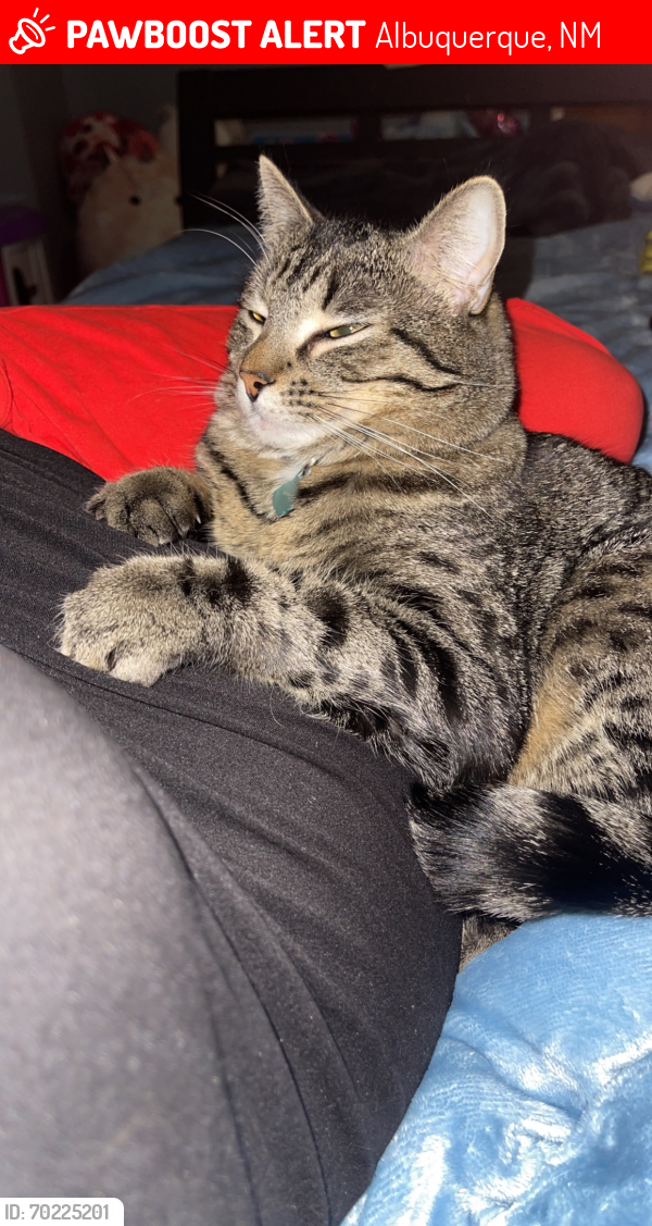 Lost Male Cat last seen Unser and Arenal, Albuquerque, NM 87121