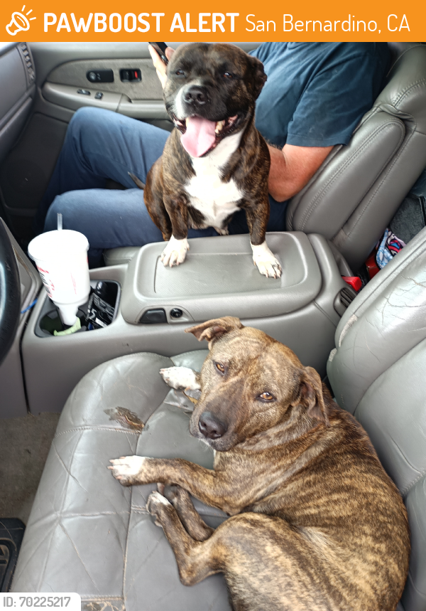 San Bernardino, CA Stray Female Dog Found Near Walgreens | PawBoost