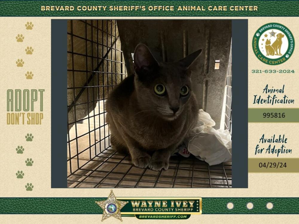 Shelter Stray Female Cat last seen Near McFarland Drive, COCOA, FL, 32922, Melbourne, FL 32934