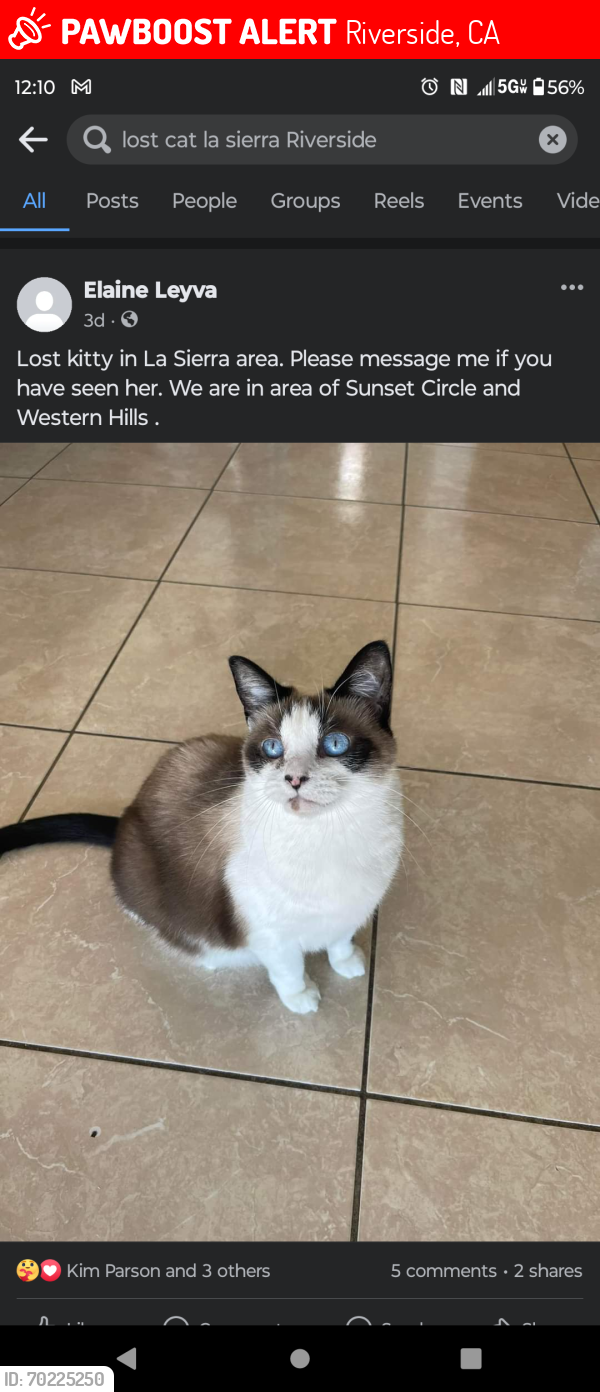 Lost Female Cat last seen Arlington and Western Hills , Riverside, CA 92505