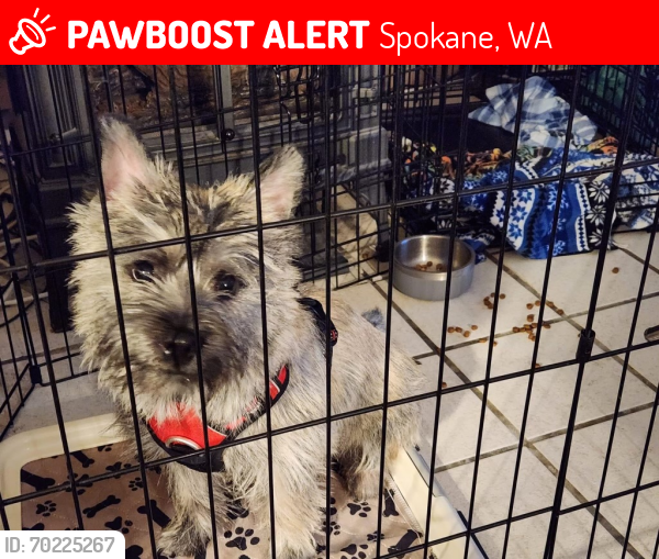 Lost Male Dog last seen Hastings Rd, Spokane, WA 99218