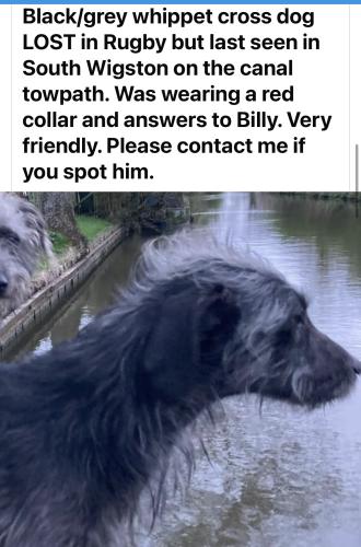 Lost Male Dog last seen Wigston, Wigston, England 