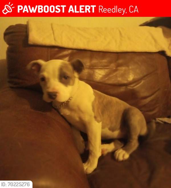 Lost Female Dog last seen 12th or 13th st, Reedley, CA 93654
