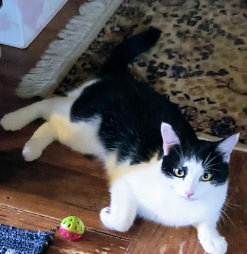 Lost Male Cat last seen Middle Sound/Anaca Point, Ogden, NC 28411
