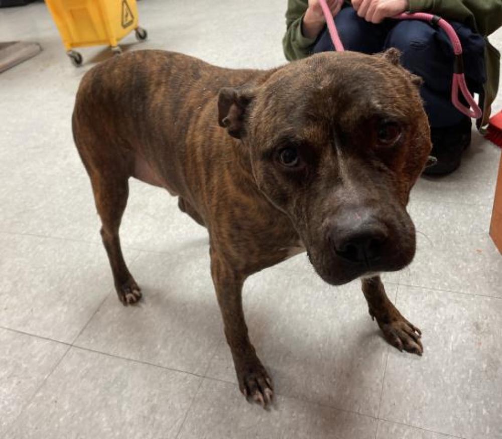 Shelter Stray Male Dog last seen 75/E GRAND BLVD, DETROIT 48211, Detroit, MI 48211