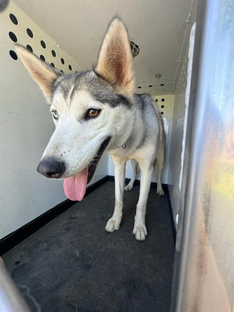 Shelter Stray Female Dog last seen Near BLK PALM ST, BAKERSFIELD CA, Bakersfield, CA 93307