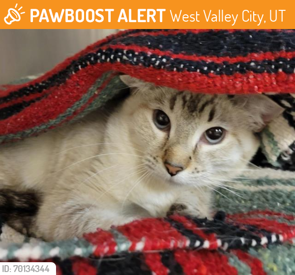 Shelter Stray Female Cat last seen Near BLOCK W 4695 S, WEST VALLEY CITY UT 84120, West Valley City, UT 84120