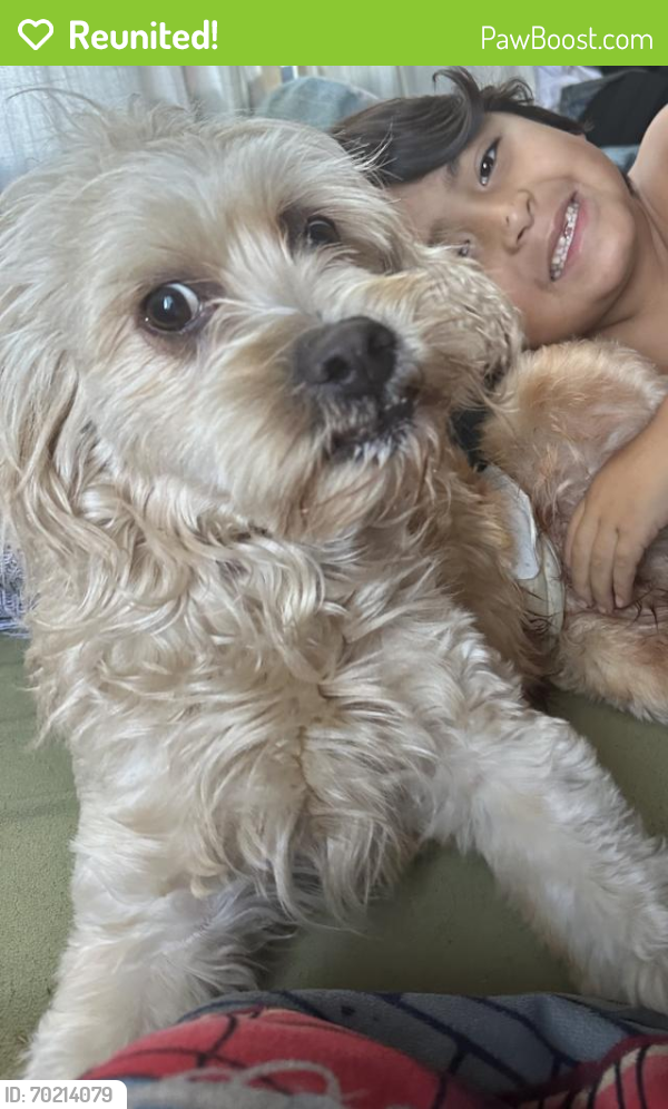 Reunited Male Dog last seen Louie’s market place, San Diego, CA 92105