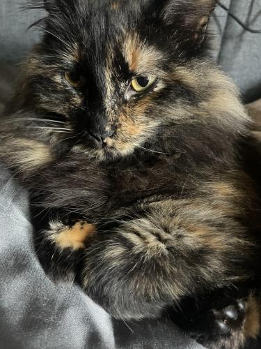 Lost Female Cat last seen Idaho and 10th Ave , Hanford, CA 93230
