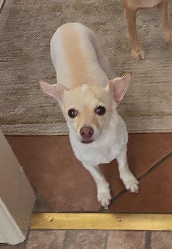 Lost Female Dog last seen La Corta St., Lemon Grove, CA 91945