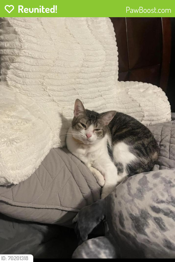 Reunited Female Cat last seen Morell and Nubbin ridge , Knoxville, TN 37919