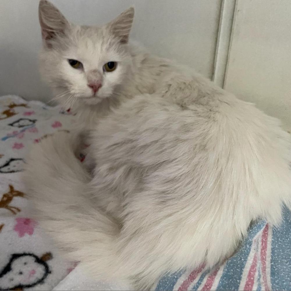 Shelter Stray Female Cat last seen , Banning, CA 92220