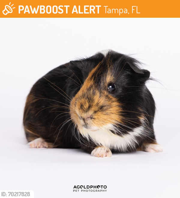 Shelter Stray Male Other last seen , Tampa, FL 33607