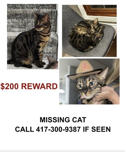 Lost Male Cat last seen Hartsburg, Mo, Cedar Township, MO 65039