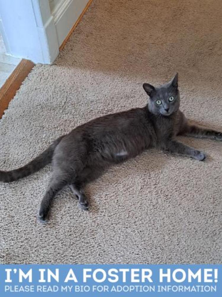 Shelter Stray Male Cat last seen Near Cherrycrest Rd 21225, 21225, MD, Baltimore, MD 21230