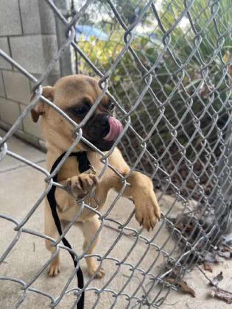 Shelter Stray Female Dog last seen Maple & Nees (Maple Creek Elementary), Fresno Zone Fresno City B 93720, CA, Fresno, CA 93706
