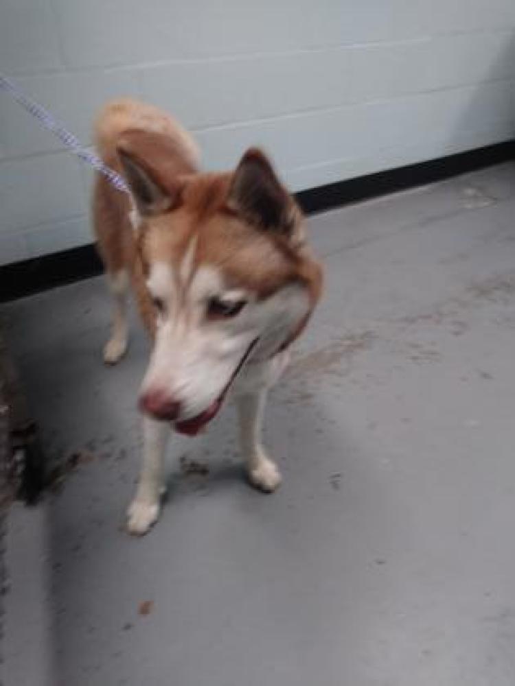 Shelter Stray Male Dog last seen Folsom, CA , Sacramento, CA 95828