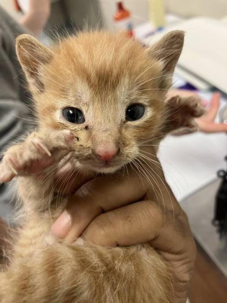 Shelter Stray Male Cat last seen Found near roadside of Florida and Lobdell, 70806, LA, Baton Rouge, LA 70820