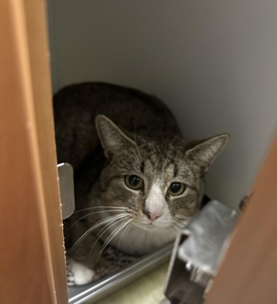 Shelter Stray Male Cat last seen Herndon, VA, 20170, Alabama Drive, Fairfax County, VA, Fairfax, VA 22032