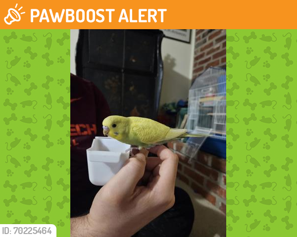 Shelter Stray Unknown Parakeet (budgie) last seen Alexandria, VA 22305, Fairfax, VA 22032