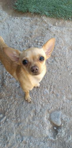 Lost Female Dog last seen McDonald’s and Circle K, Albuquerque, NM 87107