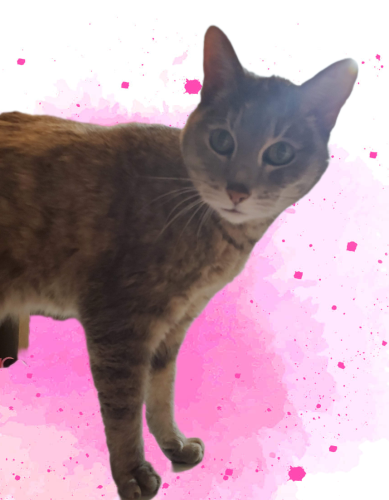 Lost Female Cat last seen Menaul between Tramway and Chelwood, Albuquerque, NM 87112