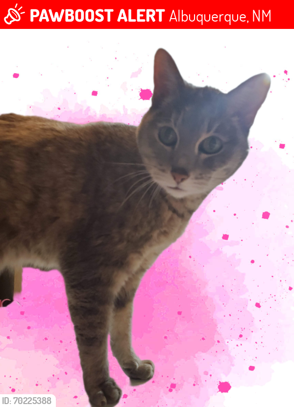 Lost Female Cat last seen Menaul between Tramway and Chelwood, Albuquerque, NM 87112