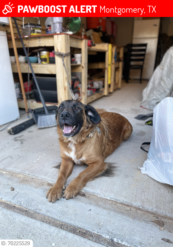 Lost Male Dog last seen baja st and MLK montgomery , Montgomery, TX 77356