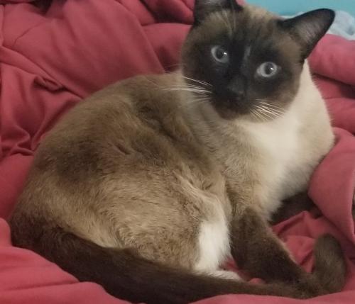 Lost Male Cat last seen Lincoln st Cherry valley, ca, Cherry Valley, CA 92223
