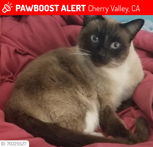 Lost Male Cat last seen Lincoln st Cherry valley, ca, Cherry Valley, CA 92223