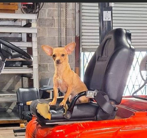 Lost Female Dog last seen Near 7th Ave, Chattanooga, TN 37407Jd Helton Roofing Co, Chattanooga, TN 37407