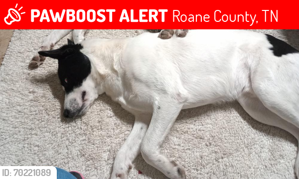 Lost Male Dog last seen Cave Creek community/Old Kingston Road , Roane County, TN 37774