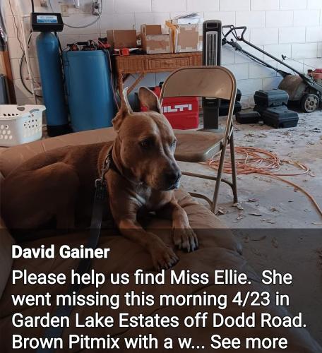 Lost Female Dog last seen Garden Lake ests, Seminole County, FL 32765