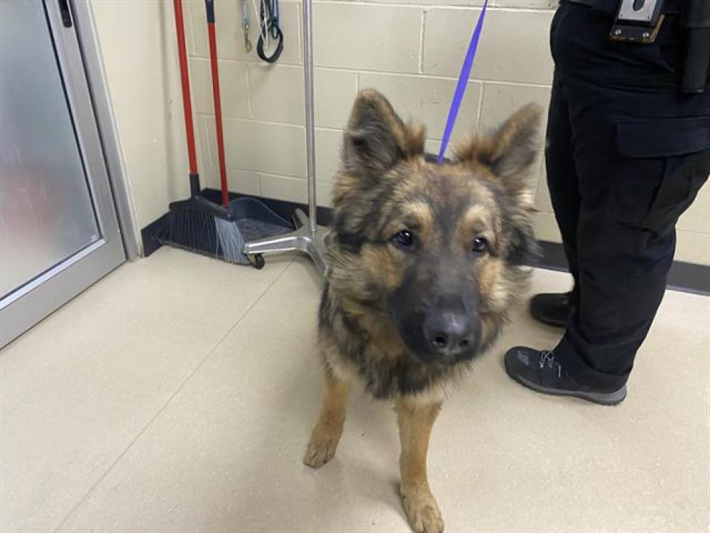 Shelter Stray Female Dog last seen Near BLOCK S CASTLE CT, West Milwaukee, WI 53215