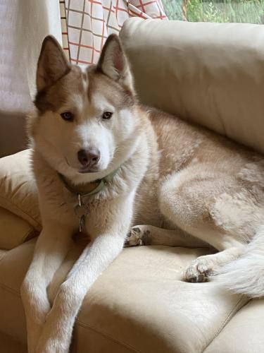 Lost Male Dog last seen South Seattle Community College , Seattle, WA 98106