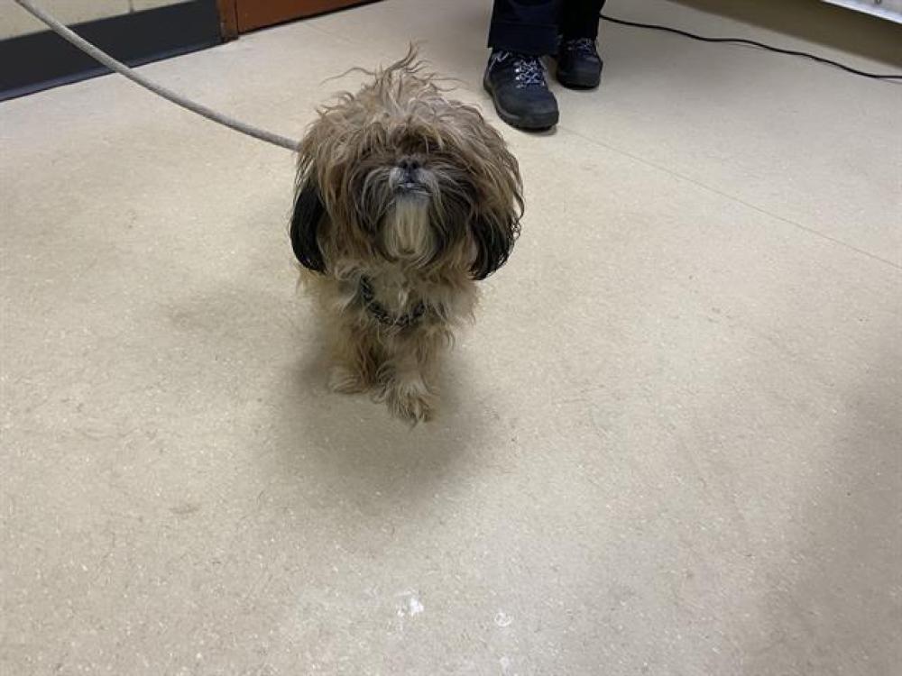 Shelter Stray Female Dog last seen Near BLOCK W HOWARD AVE, West Milwaukee, WI 53215