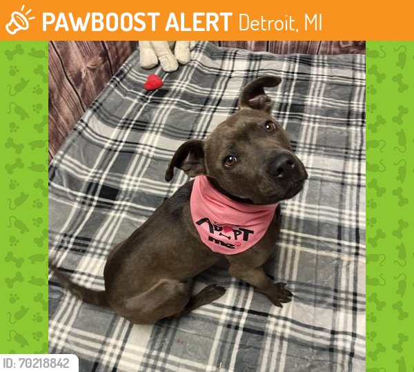 Shelter Stray Female Dog last seen GARLAND/KERCHEVAL, DETROIT, MI 48214, Detroit, MI 48211