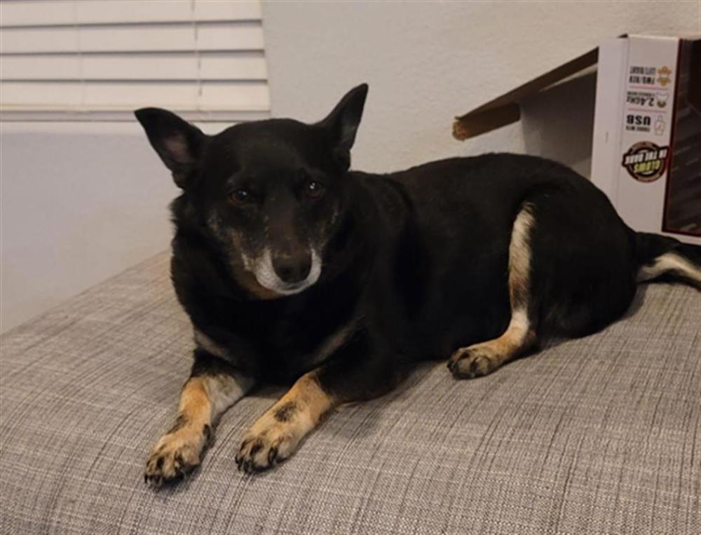 Shelter Stray Female Dog last seen GREYSTONE DRIVE AND HART LANE, Austin, TX 78702