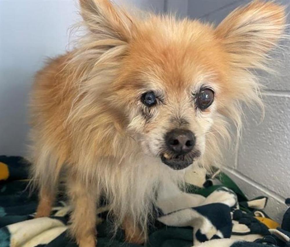 Shelter Stray Female Dog last seen MORRISON AVE & MCDANIEL CIR, Sacramento, CA 95818